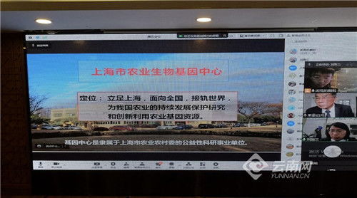 杂交水稻旱种技术推广应用的深入研讨