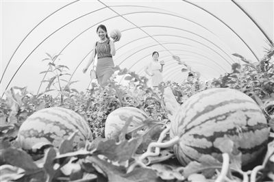 科技赋能，模式创新 牧原食品现代化高效农业示范园的技术推广之路